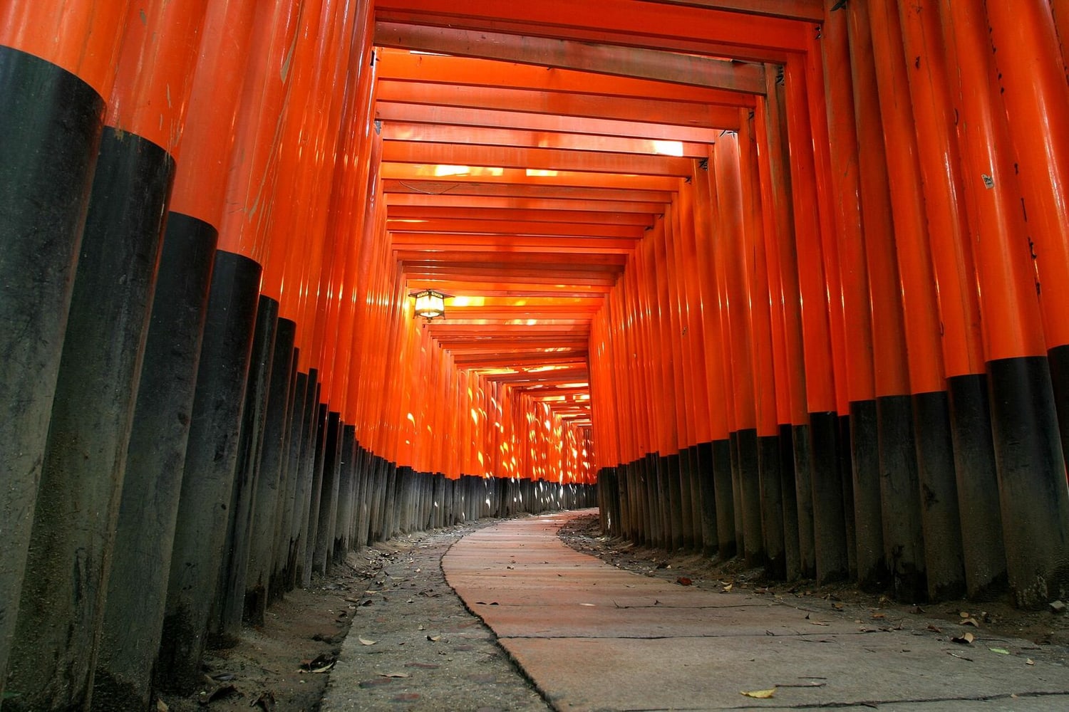 Fushimi Inari or Nara: Choose one slow side trip Route Images